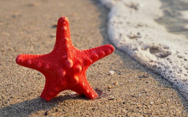 Fotos de férias: Estrela do mar na praia