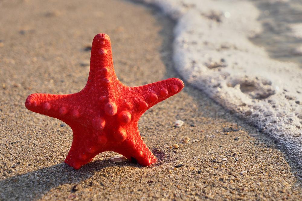 Fotos de férias: Estrela do mar na praia