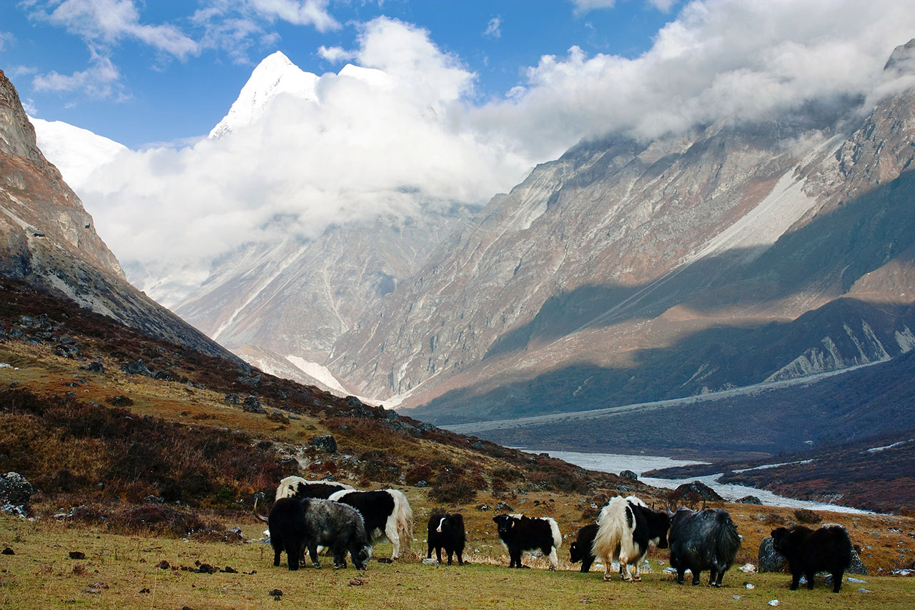 Os yaks também estão curtindo a paisagem do Vale de Langtang no Nepal